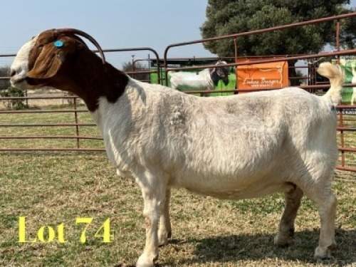 1 X BOER GOAT STUD DOE LUKAS BURGER