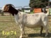 1 X BOER GOAT STUD DOE LUKAS BURGER