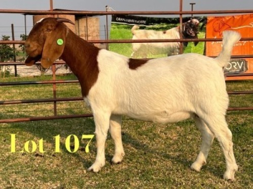 1 X BOER GOAT FLOCK ON CLOUR AND TEAT PREGNANT DOE LUKAS BURGER