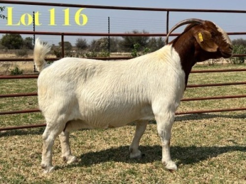 1 X BOER GOAT STUD DOE LUKAS BURGER