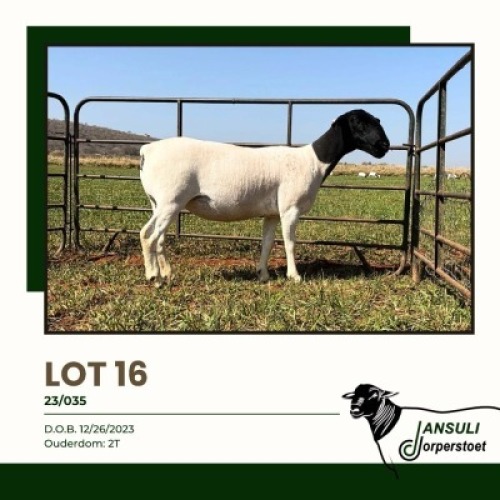 1 X DORPER T4 EWE Jansuli Dorperstoet