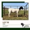 1 X DORPER T4 EWE Jansuli Dorperstoet