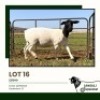 1 X DORPER T3 EWE Jansuli Dorperstoet