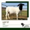 1+1 X DORPER T3 EWE Jansuli Dorperstoet