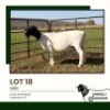 1+1 X DORPER T3 EWE Jansuli Dorperstoet