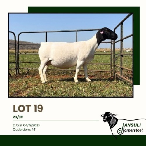 1+1 X DORPER T5 EWE Jansuli Dorperstoet