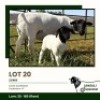 1+1 X DORPER T3 EWE Jansuli Dorperstoet