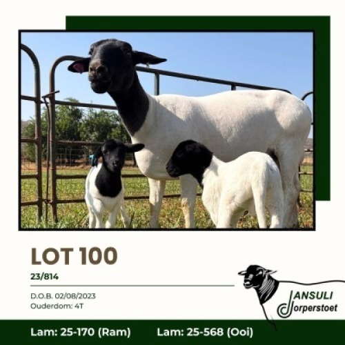 1+2 X DORPER T4 EWE Jansuli Dorperstoet