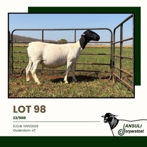 1 X DORPER T3 PREGNANT EWE Jansuli Dorperstoet