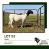 1 X DORPER T3 PREGNANT EWE Jansuli Dorperstoet