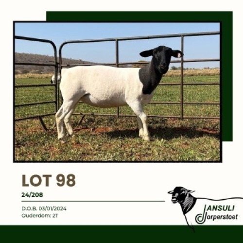 1+1 X DORPER T5 EWE Jansuli Dorperstoet