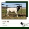1+1 X DORPER T5 EWE Jansuli Dorperstoet