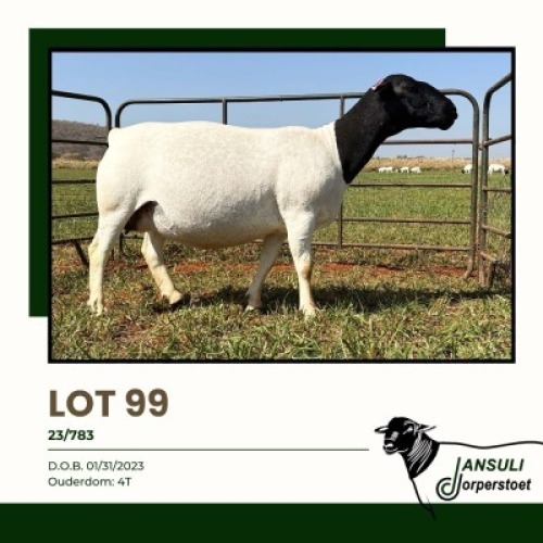 1+1 X DORPER T5 EWE Jansuli Dorperstoet