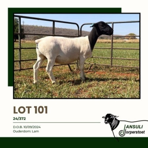 1 X DORPER T3 EWE Jansuli Dorperstoet