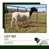 1 X DORPER T3 EWE Jansuli Dorperstoet