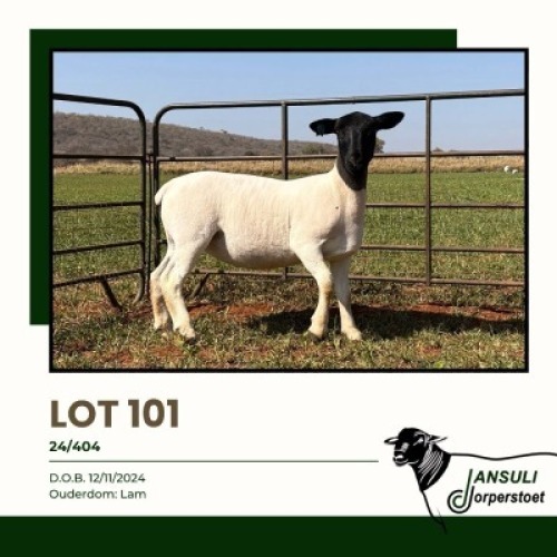 1 X DORPER T3 EWE Jansuli Dorperstoet