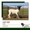 1 X DORPER T3 EWE Jansuli Dorperstoet