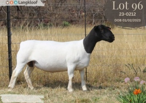 1 X DORPER T4 PREGNANT EWE Langkloof Dorpers