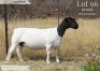 1 X DORPER T4 PREGNANT EWE Langkloof Dorpers