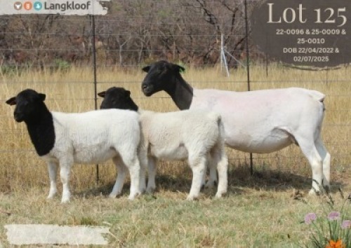 WITHDRAWN - 1 X DORPER EWE Langkloof Dorpers