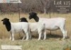 WITHDRAWN - 1 X DORPER EWE Langkloof Dorpers