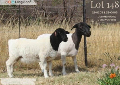1+1 X DORPER T4 EWE Langkloof Dorpers
