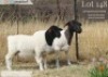1+1 X DORPER T4 EWE Langkloof Dorpers