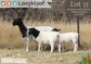 WITHDRAWN - 1 X DORPER EWE Langkloof Dorpers