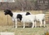 1+2 X DORPER T3 EWE Langkloof Dorpers