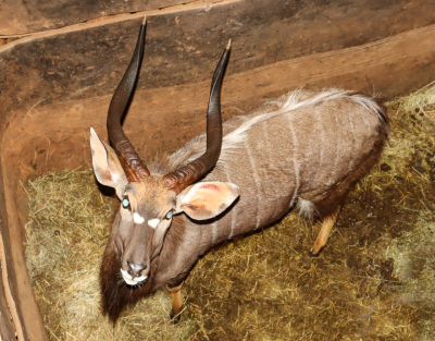 1 X NJALABUL/NYALA BULL L: 25 7/8" ; R: 25 4/8"