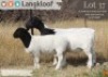 1+2 X DORPER T5 EWE Langkloof Dorpers