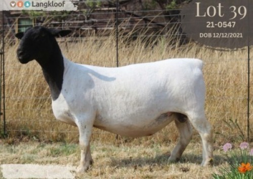 WITHDRAWN - 1 X DORPER PREGNANT EWE Langkloof Dorpers