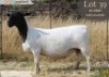 WITHDRAWN - 1 X DORPER PREGNANT EWE Langkloof Dorpers