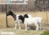 1+2 X DORPER T4 EWE Langkloof Dorpers