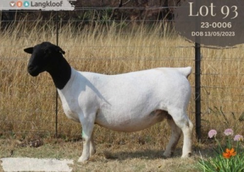 WITHDRAWN - 1 X DORPER T4 EWE Langkloof Dorpers
