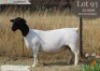 WITHDRAWN - 1 X DORPER T4 EWE Langkloof Dorpers