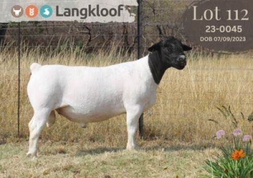 WITHDRAWN - 1 X DORPER T3 RAM Langkloof Dorpers