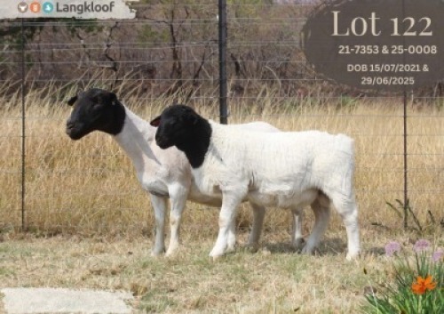 1+1 X DORPER T3 EWE Langkloof Dorpers