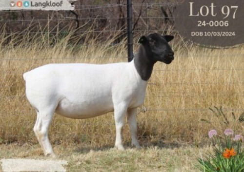 1 X DORPER T4 EWE Langkloof Dorpers