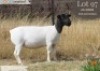 1 X DORPER T4 EWE Langkloof Dorpers