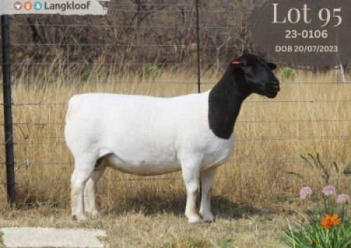 WITHDRAWN - 1 X DORPER T4 EWE Langkloof Dorpers