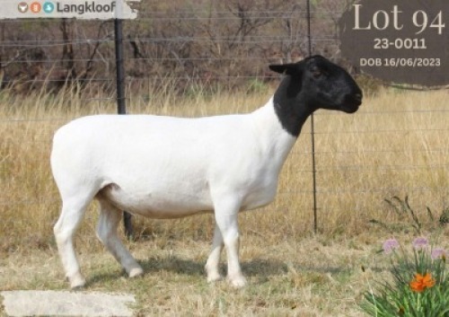 WITHDRAWN - 1 X DORPER PREGNANT EWE Langkloof Dorpers