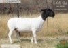 WITHDRAWN - 1 X DORPER PREGNANT EWE Langkloof Dorpers