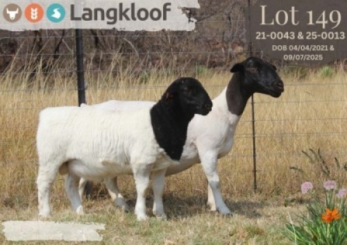 1+1 X DORPER T3 EWE Langkloof Dorpers
