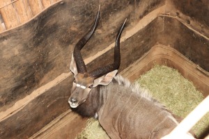 1 X NJALABUL/NYALA BULL L: 31 2/8 ; R: 30 6/8"