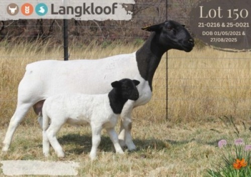 1+1 X DORPER T5 EWE Langkloof Dorpers
