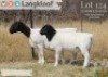 1+1 X DORPER T5 EWE Langkloof Dorpers