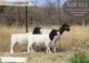1+2 X DORPER T3 EWE Langkloof Dorpers