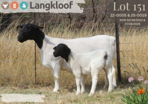 1+1 X DORPER T5 EWE Langkloof Dorpers