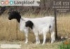 1+1 X DORPER T5 EWE Langkloof Dorpers